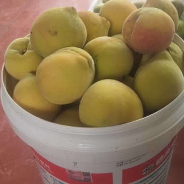 锦绣黄桃