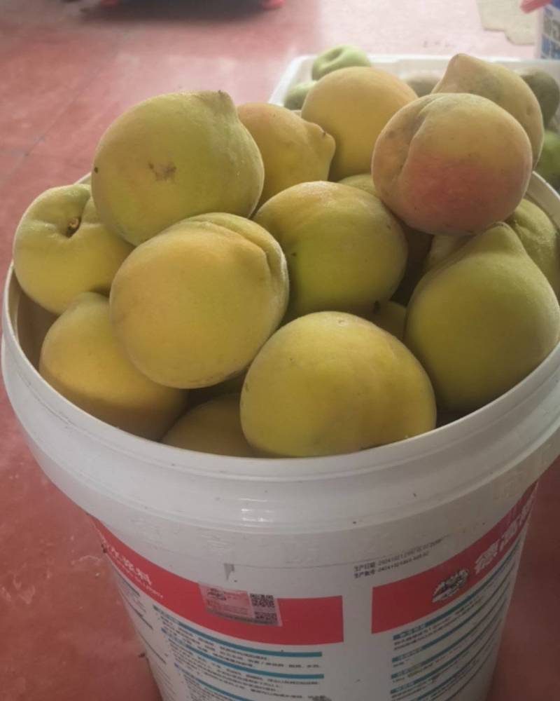 锦绣黄桃
