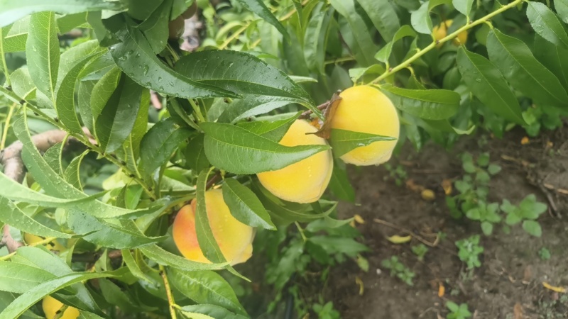 锦绣黄桃