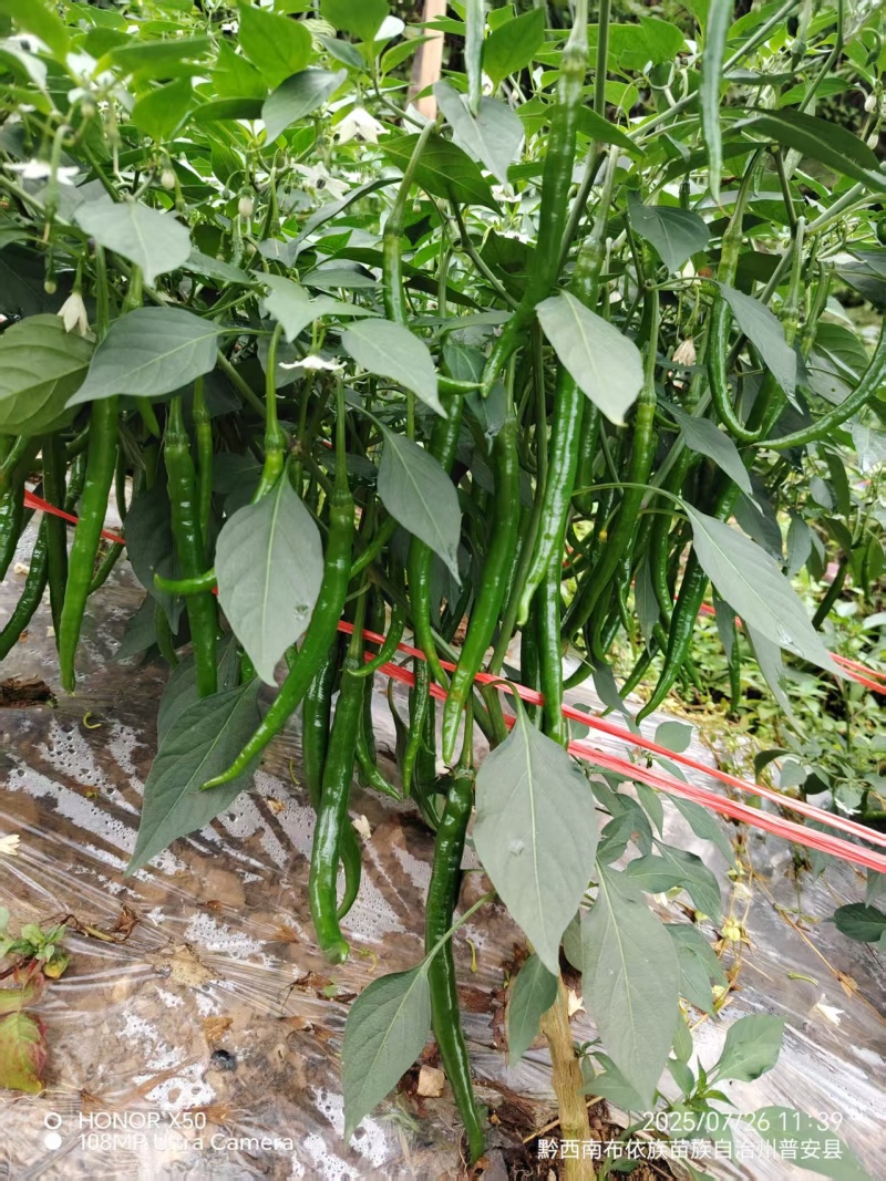 黔西南普安龙吟镇3号线辣2万多不急需出手