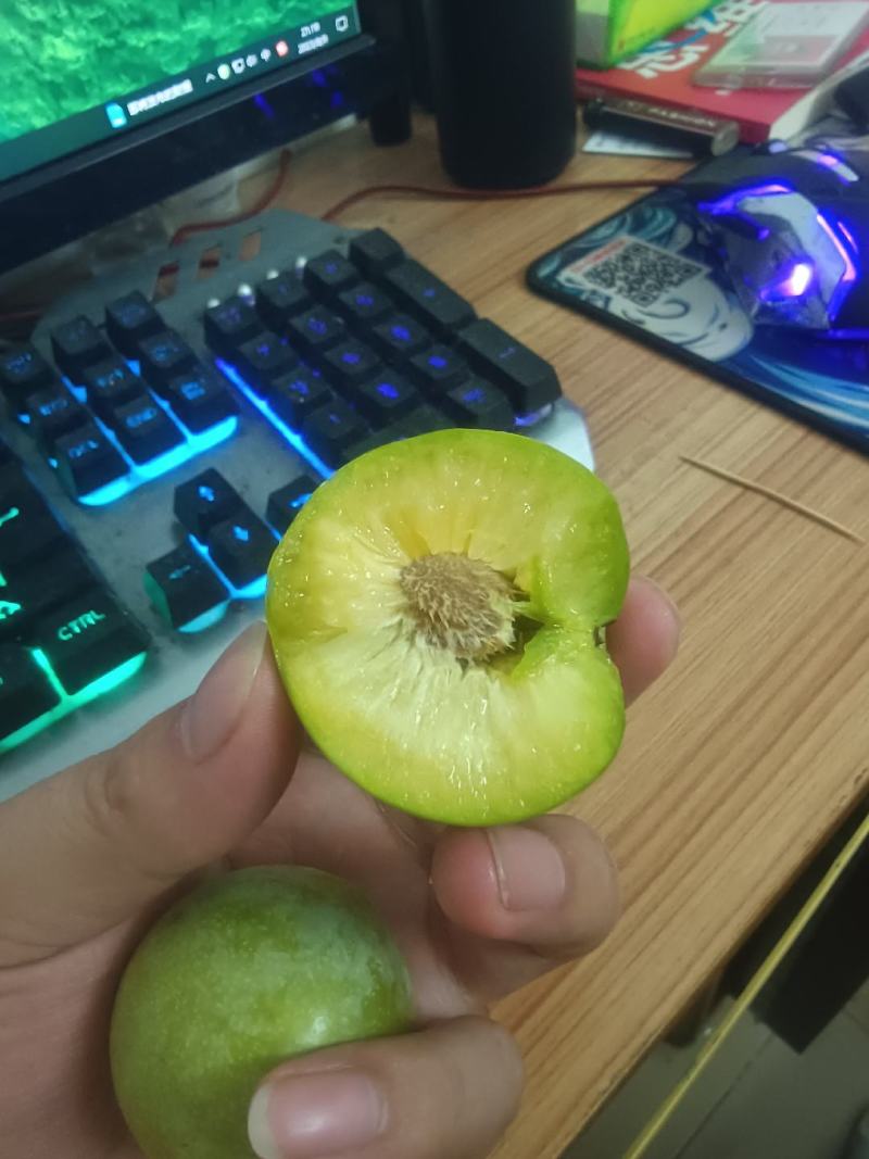 晚熟青脆李
