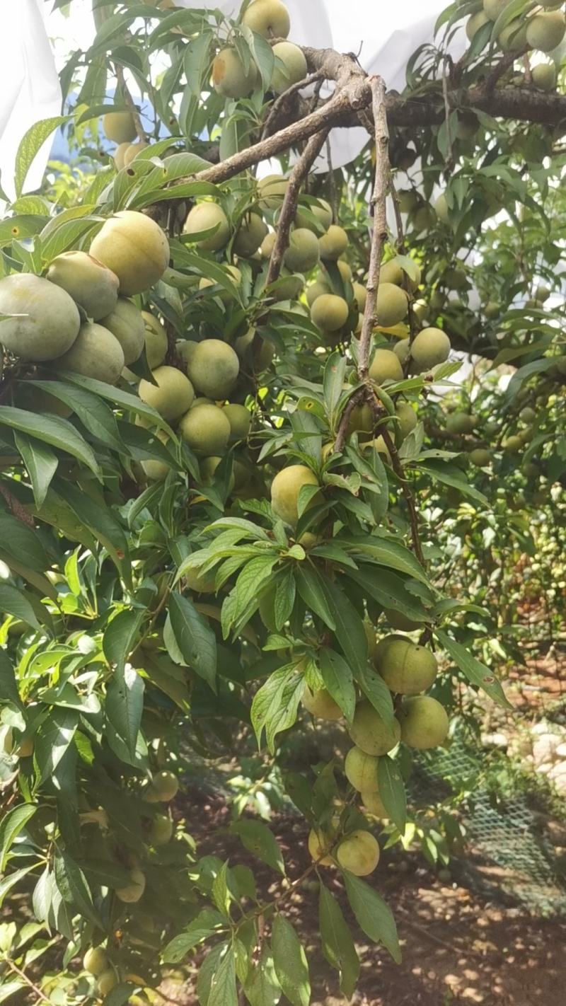 晚熟青脆李