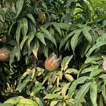 北京十四商品桃不套袋的套膜袋的都有口感好颜色好口感好有意电话