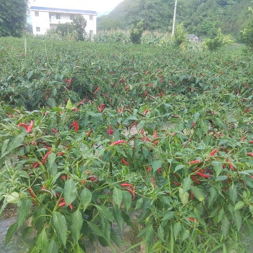 红辣椒🌶