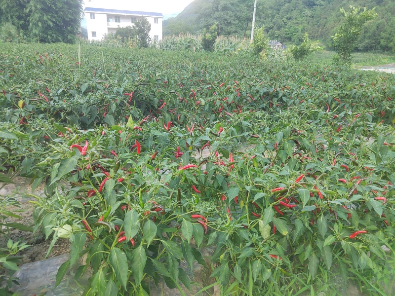 红辣椒🌶