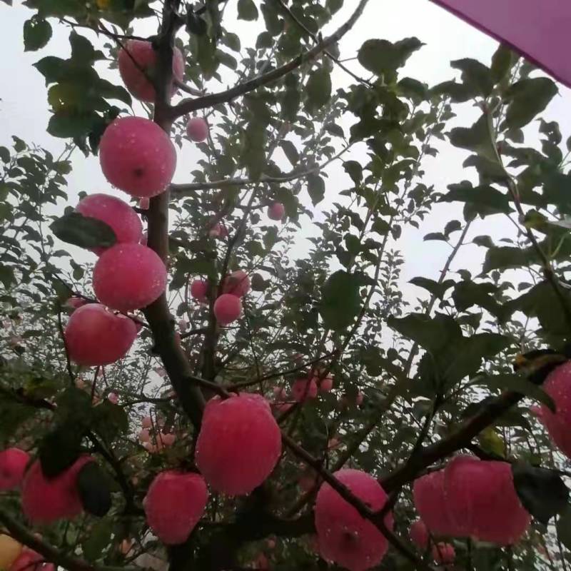 甘肃泾川苹果
