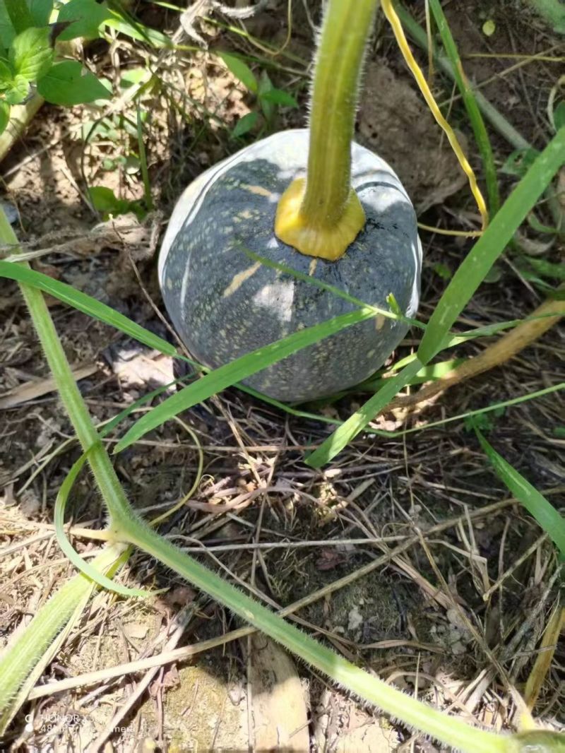 香芋南瓜，密本南瓜