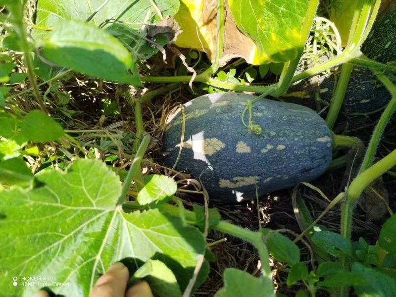 香芋南瓜，密本南瓜