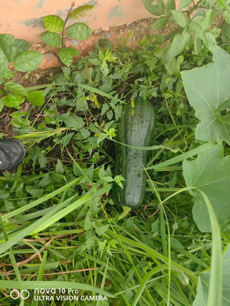 香芋南瓜，密本南瓜