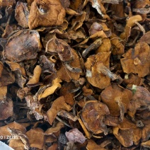 卖松树蘑