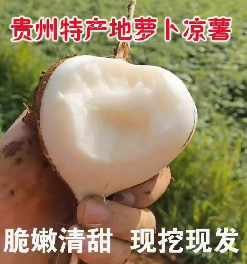 贵州地萝卜（***********）