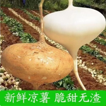 贵州地萝卜（***********）