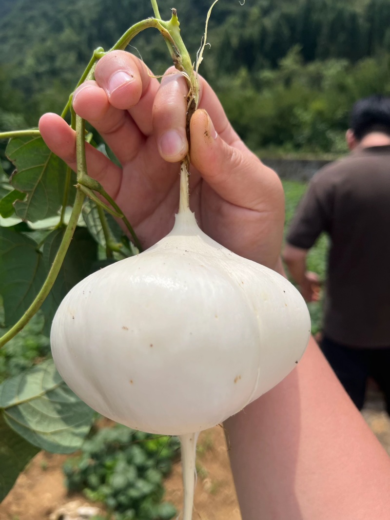 贵州地萝卜（***********）