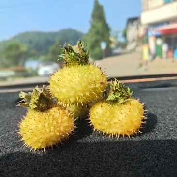 贵州高山刺梨
