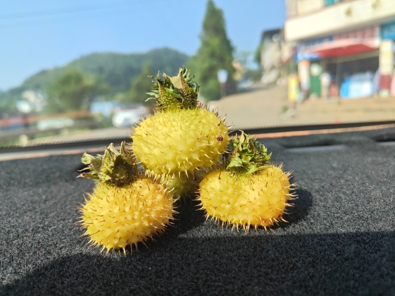 贵州高山刺梨