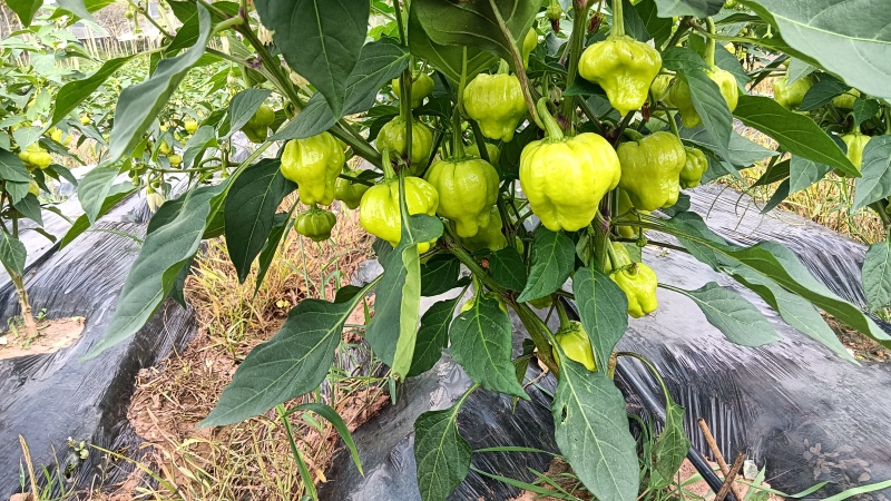 广西白玉灯笼椒