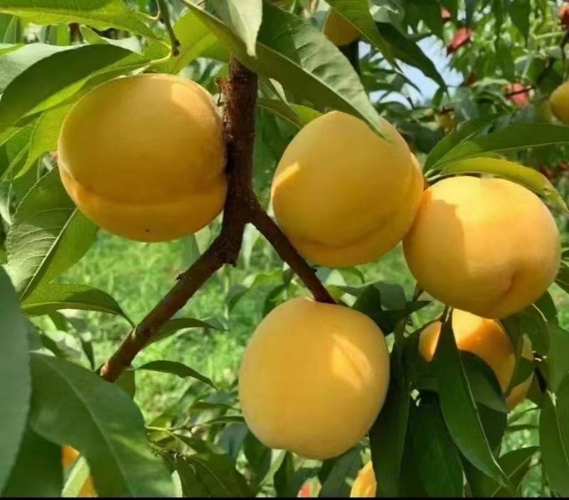 锦绣黄桃