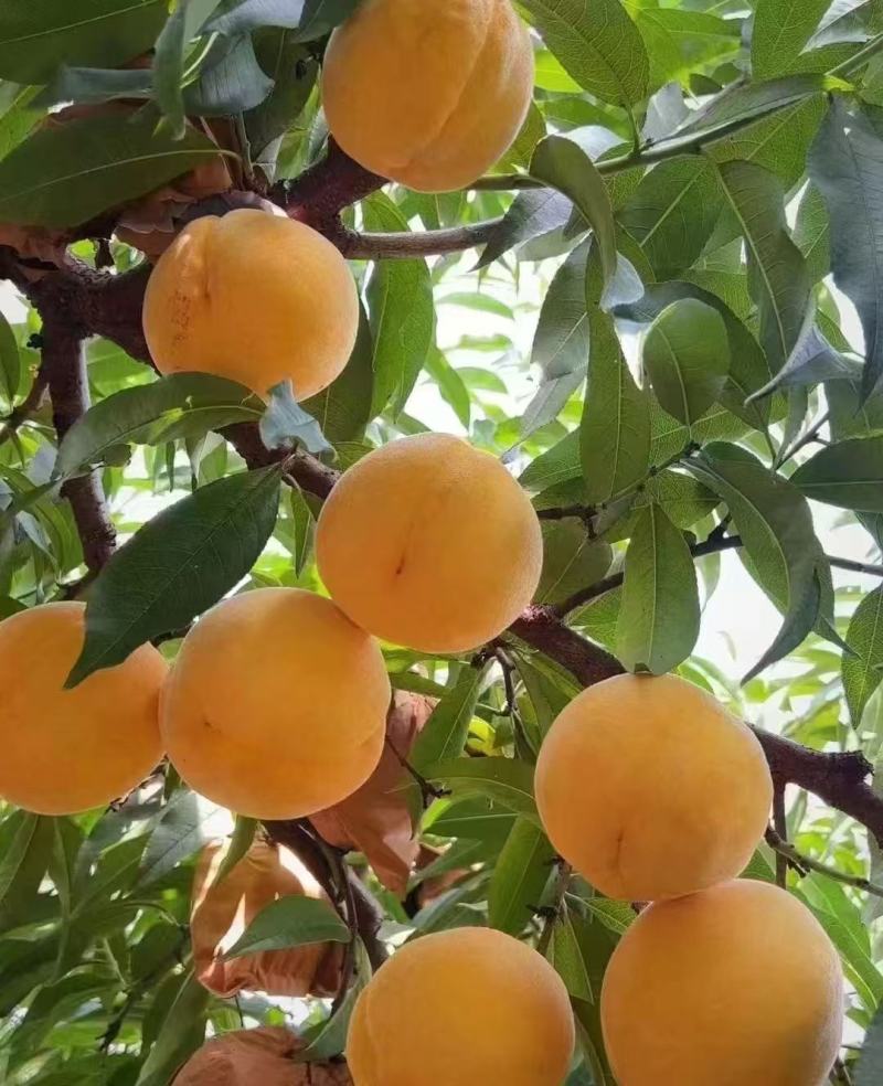 锦绣黄桃