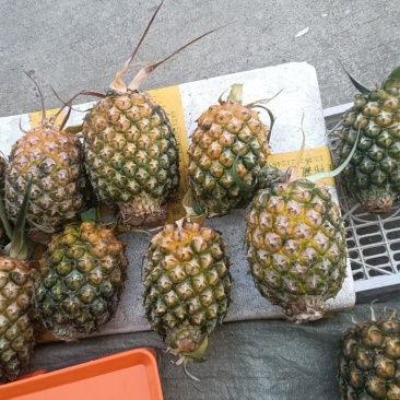 菠萝
