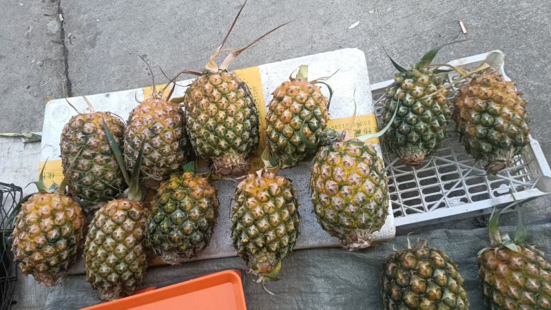 菠萝