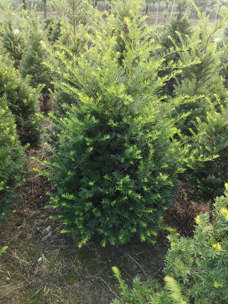 东北红豆杉塔型