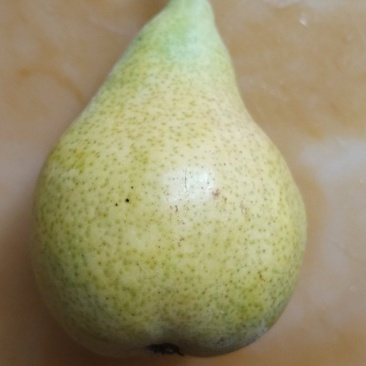 大连鸭梨