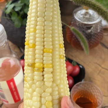 山西白糯玉米