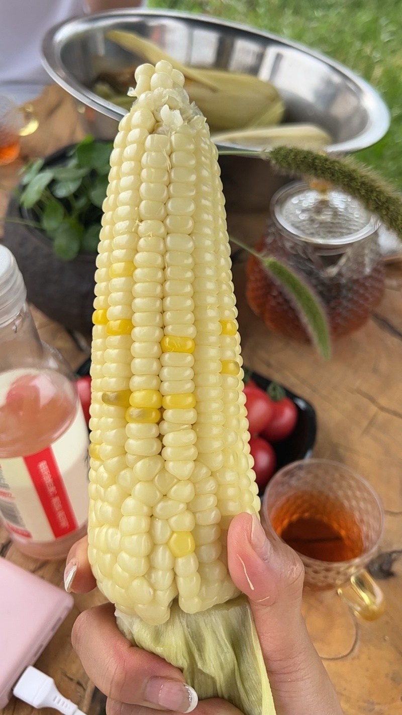 山西白糯玉米