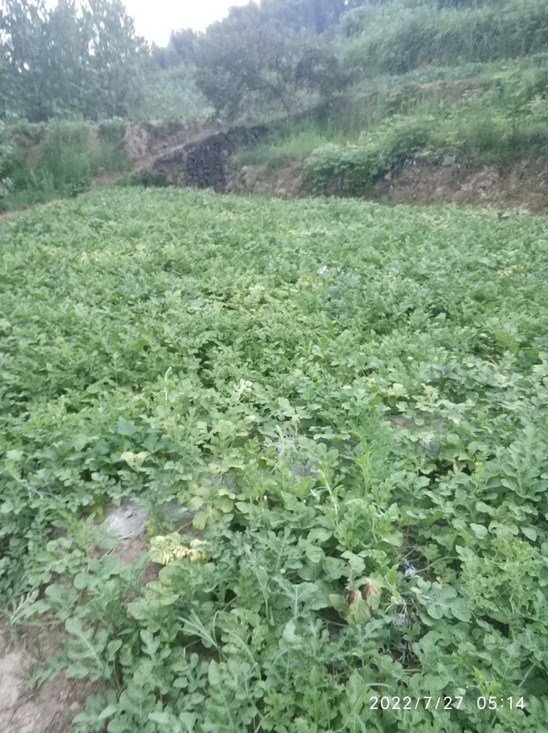 杭州桐庐本地山西瓜