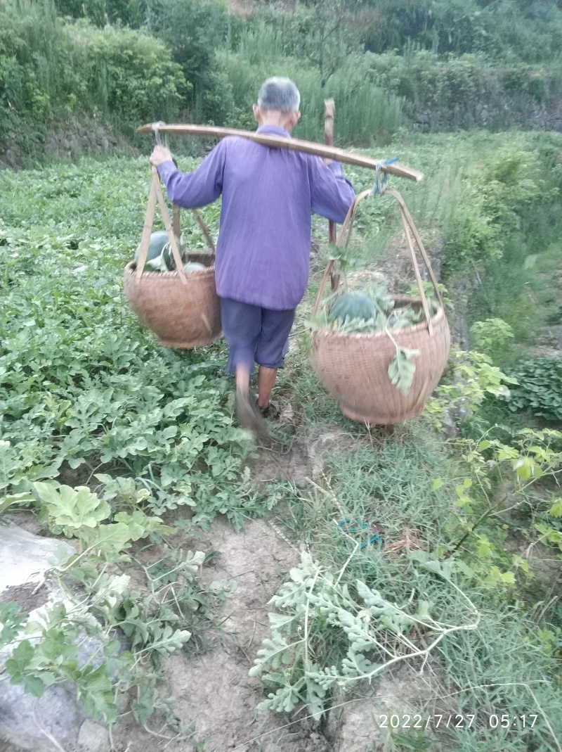 杭州桐庐本地山西瓜