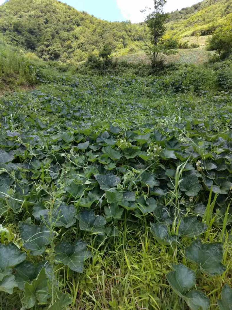 QQ南瓜，贵州遵义产区，8月中成熟，总量约100万斤。