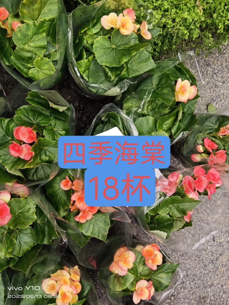 四季海棠18杯