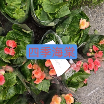 四季海棠18杯