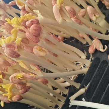 花生芽苗菜