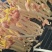 花生芽苗菜