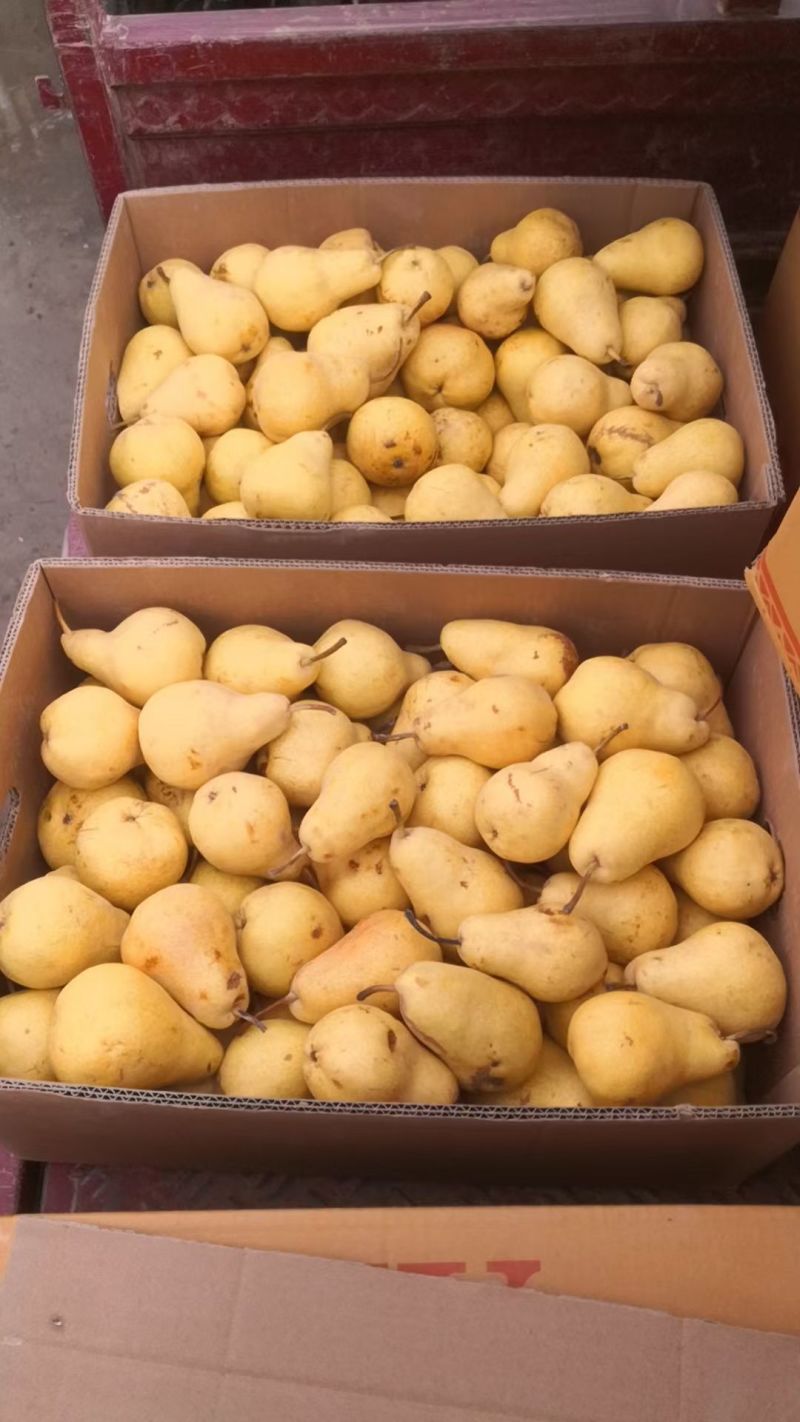 香蕉梨，太婆梨，贵妃梨120g以上