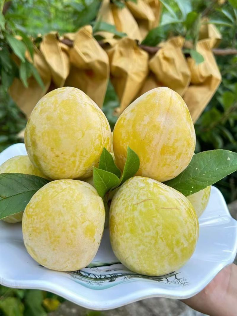 桂东丰糖奈李