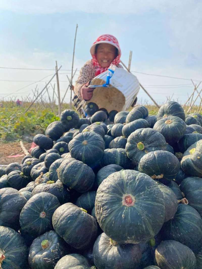 贝贝南瓜，一件代发，各大平台，品优货源充足，直接甩