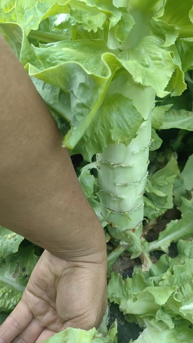 内蒙古乌兰察布市莴笋
