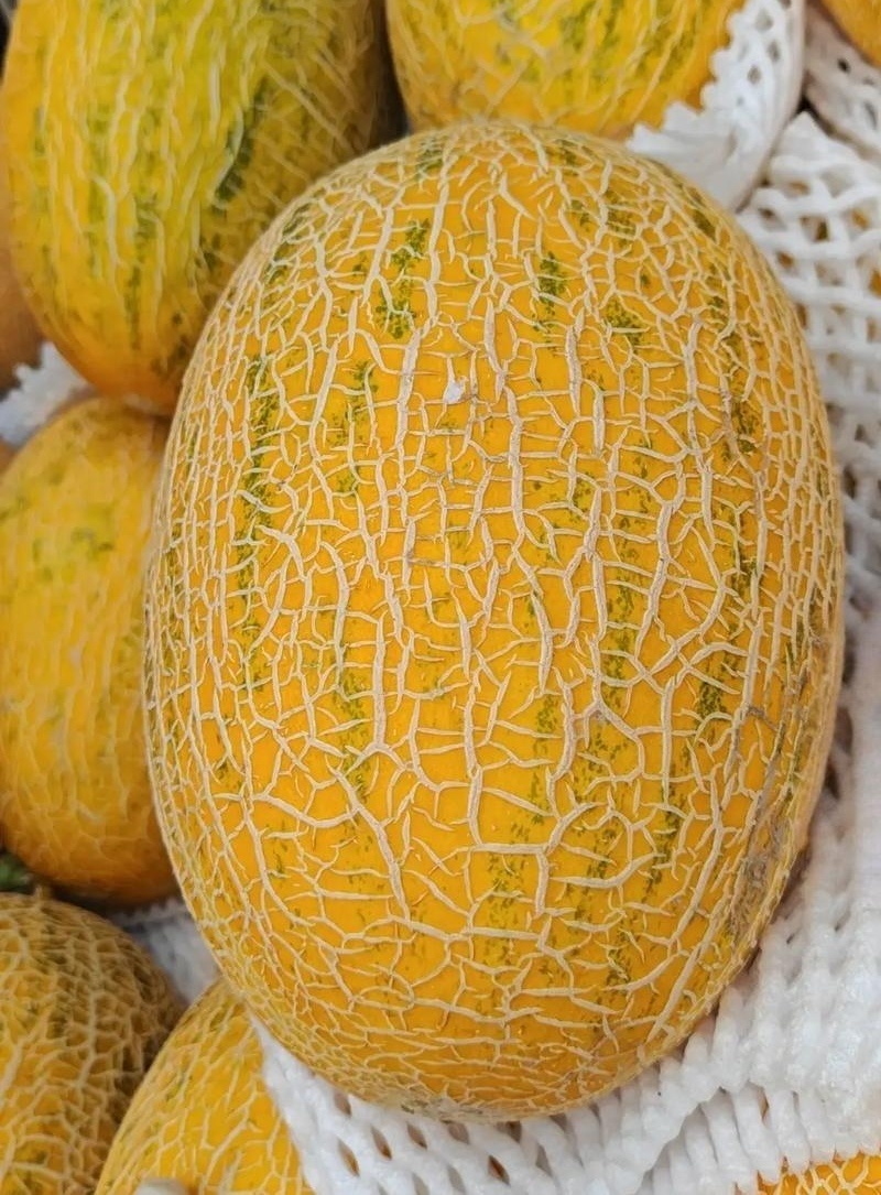 甘肃瓜州西湖蜜瓜