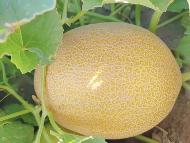 甘肃瓜州西湖蜜瓜