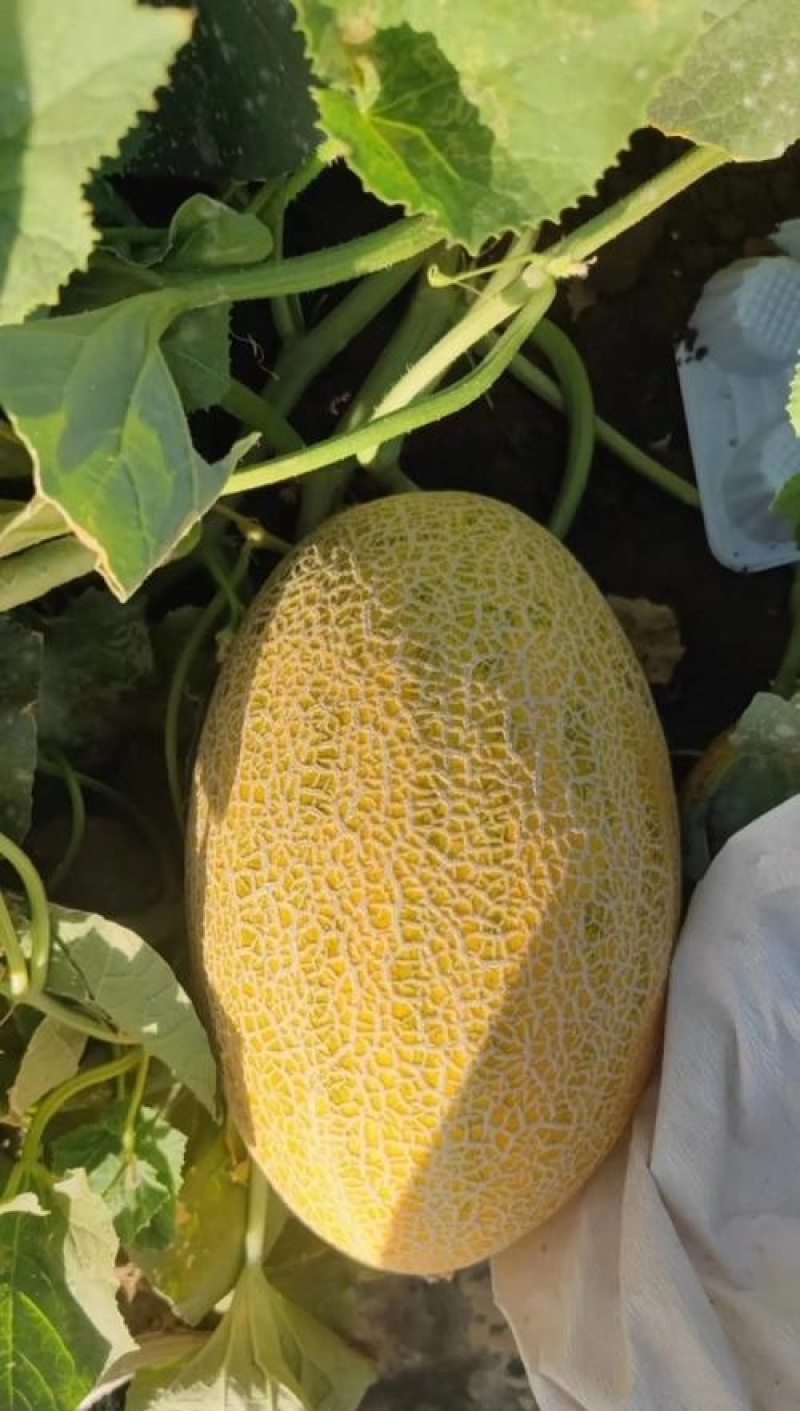 甘肃瓜州西湖蜜瓜