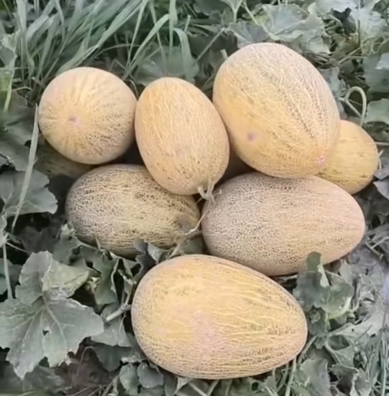 甘肃瓜州西湖蜜瓜