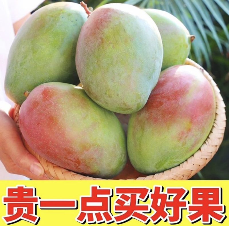 攀枝花凯特大芒果爆甜凯特芒果应季水果芒果