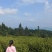 手工茶高山绿茶毛尖龙井茶