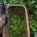 手工茶高山绿茶毛尖龙井茶