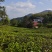 手工茶高山绿茶毛尖龙井茶