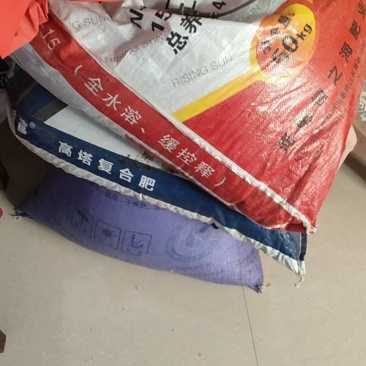 细面条菜种子