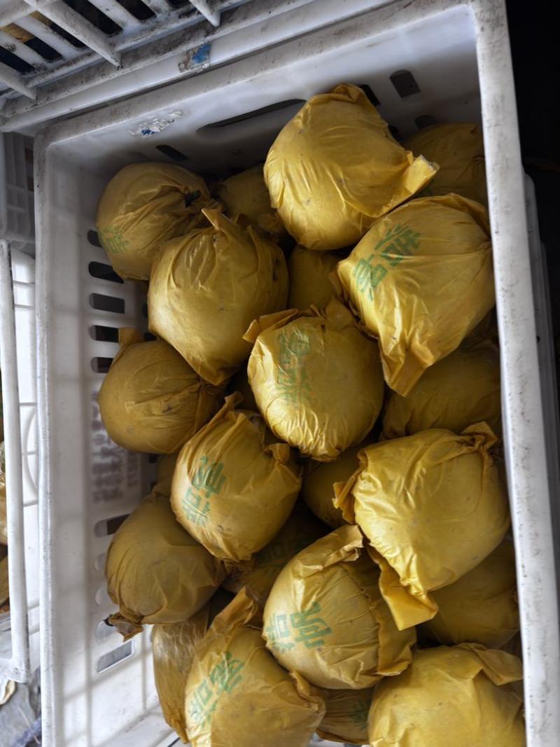 砀山皇冠梨