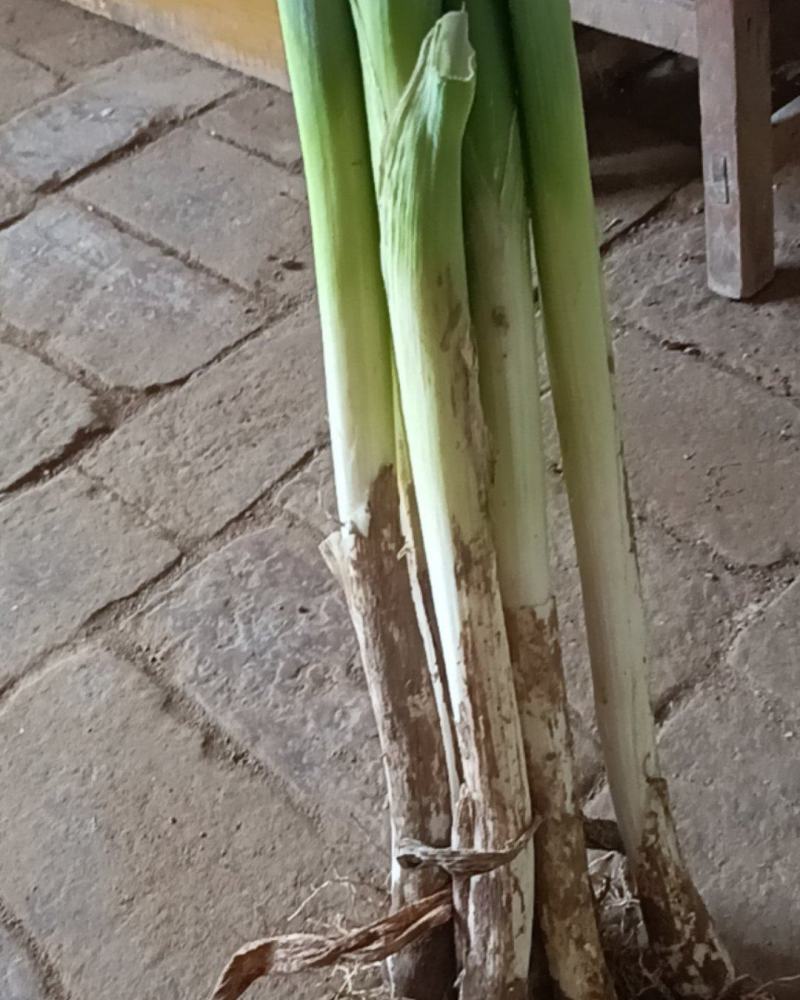 山东大葱自己家种地！需要的老板可以联系我。量大优惠！